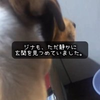 玄関を見つめる先住犬