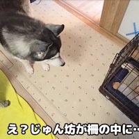 ケージに入る猫