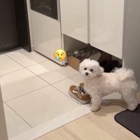 「にぃにぃどこ…」