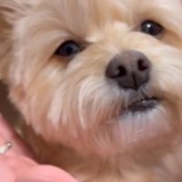 耳を倒していた手を放す飼い主と、飼い主の顔を見つめる犬