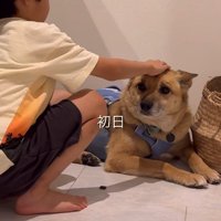 不安そうな保護犬