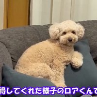 外を見たら諦めてくれました