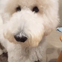 片手をソファに乗せるハクくん