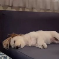 ソファで爆睡するむぎちゃん