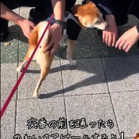 2人の間をウロウロ