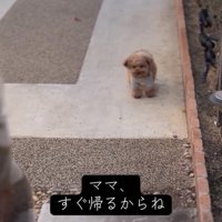 遠くを見つめる犬