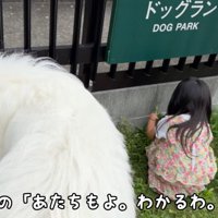 ドッグランの中を覗く犬