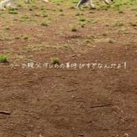 ぷく君ともち君の日常2