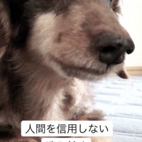 始めは多かった問題行動