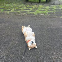 泥んこ