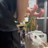 コロちゃんと赤ちゃんの初対面2