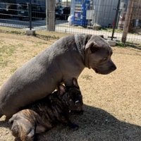 2匹の犬