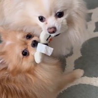 兄妹でおもちゃの取り合い！