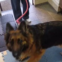 上を見る犬3