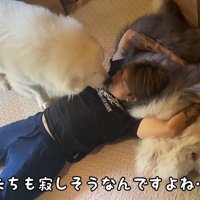パパに甘える大型犬達