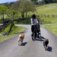 隣に並んで公園を散歩する2頭の犬