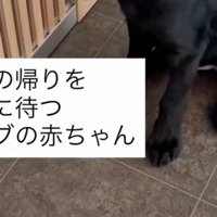 生後3ヶ月の赤ちゃん犬です