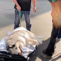 足をバタバタさせる桜子ちゃん