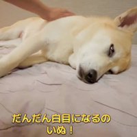 白目のすいちゃん