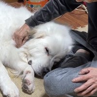 目を閉じて甘える犬