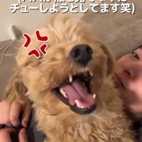 女性に近づいてくる男性に吠える犬
