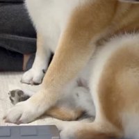 フワフワがはみ出てる