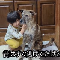 座っている犬を撫でる男の子
