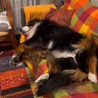 無視するリンちゃん