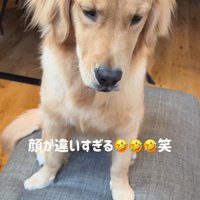表情豊かな姿にホッコリ