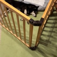すみすみちゃんはまだ寝ています