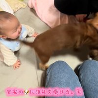 実家のワンコの洗礼を受ける赤ちゃん7