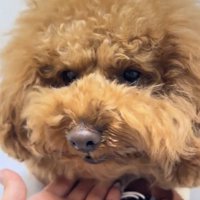 手に顎を乗せる犬