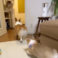 レンくんの後を追うレナちゃん