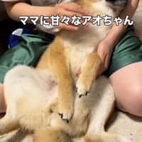 人の脚の間で仰向けになる犬