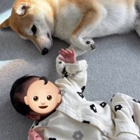 隣にいる赤ちゃんを寝転がりながら見つめる犬