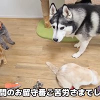 茶太郎くんも来てくれて、4匹が集合♡