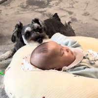 赤ちゃんを見守るらんちゃん2