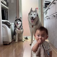 赤ちゃんとワンコたち