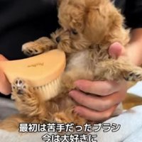 ブラッシングが大好きに♪