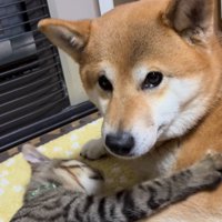 猫に甘えられながら、カメラに視線を送る犬