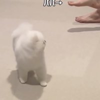 パパに気づく犬
