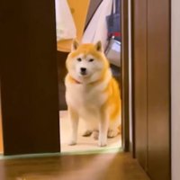 アップのらんまるくん