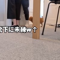 仕事中の男性の足元を歩き回る茶色い犬