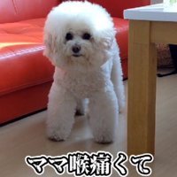 真剣に耳を傾けるぷぷちゃん