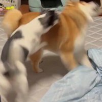 いくらちゃん、強烈なアタック！