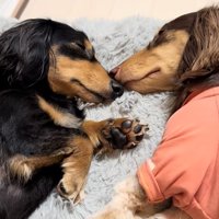 くっついて眠る小型犬たち