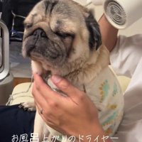 表情豊かなデビちゃん4