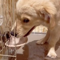 水をこぼす犬6