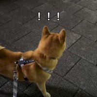 お姉ちゃんを見つけた小型犬