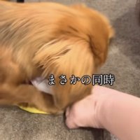 おやつを取る犬1